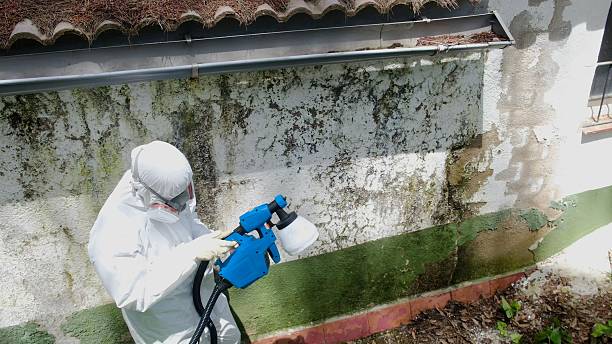 Mold Removal service in Fruitport
